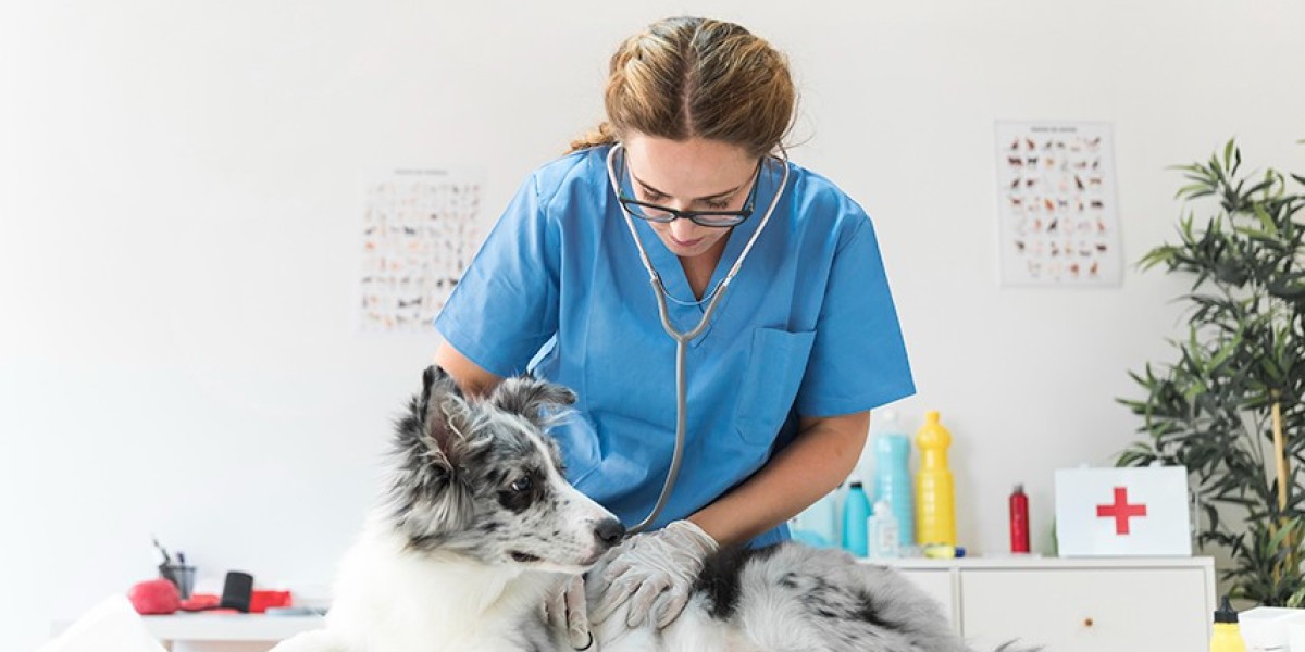 Medindo a Saúde do Seu Gato: Aferindo a Pressão Arterial com Confiança