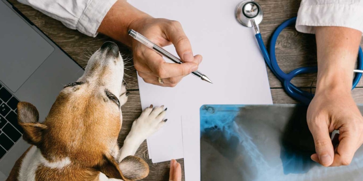 Radiografía de un gato Salud del gato y cuidados