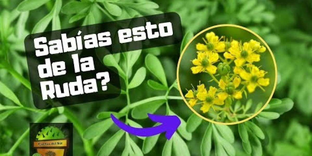 Descubre los Poderosos Beneficios del Aceite de Ruda: Tu Aliado Natural para la Salud y el Bienestar