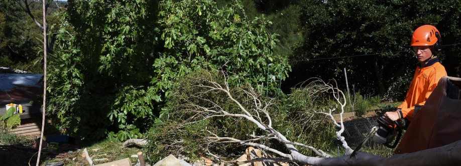 Crows Nest Tree Removal Cover Image