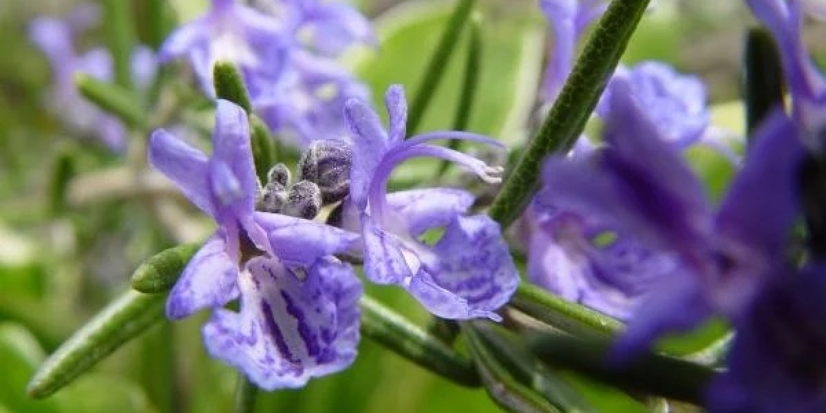 Descubre los Poderosos Beneficios del Té de Clavo y Canela para tu Salud