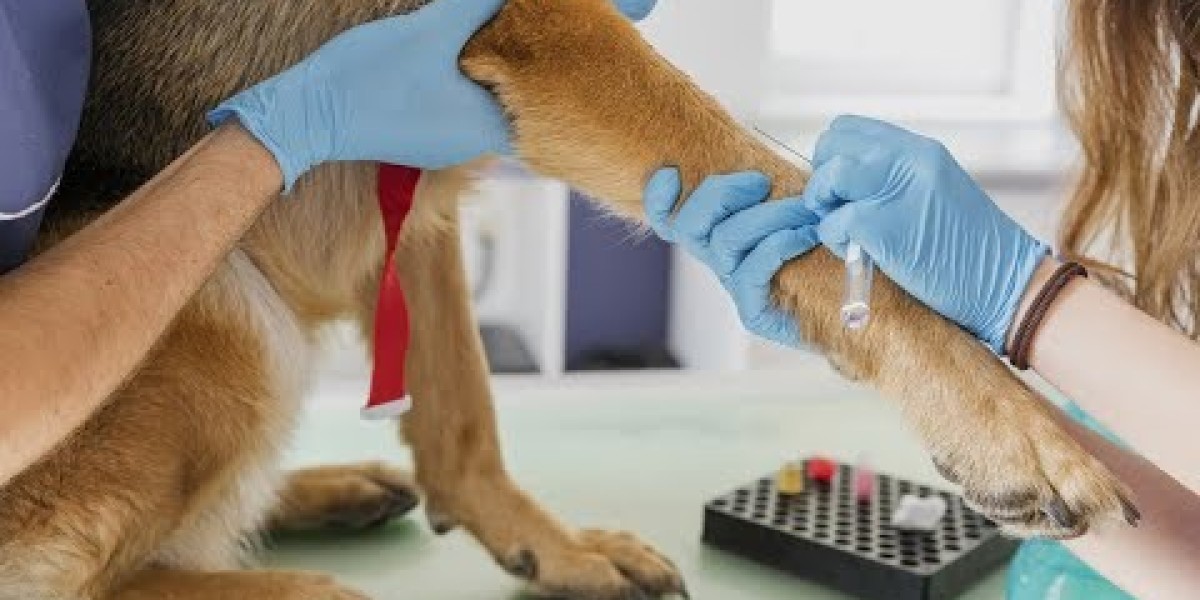 Cuidados Essenciais: A Importância do PRÉ 3 Veterinário para Pets Idosos e Sua Frequência Ideal