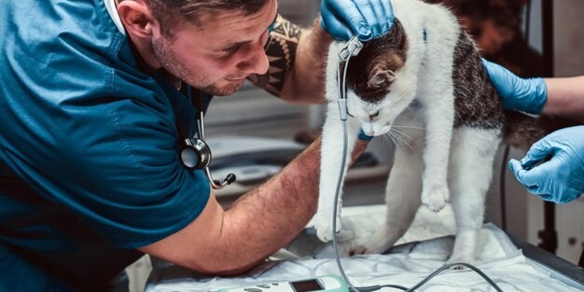 Expert Veterinary Care in Qatar: Choosing the Best Clinic for Your Pet